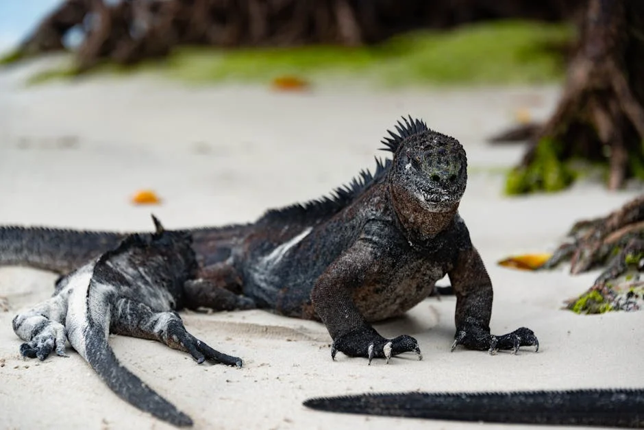 Santa Cruz Highlands neighborhood in the Galapagos Islands