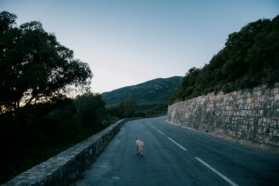 East Ojai / Gridley Road neighborhood in Ojai, CA with a Dog