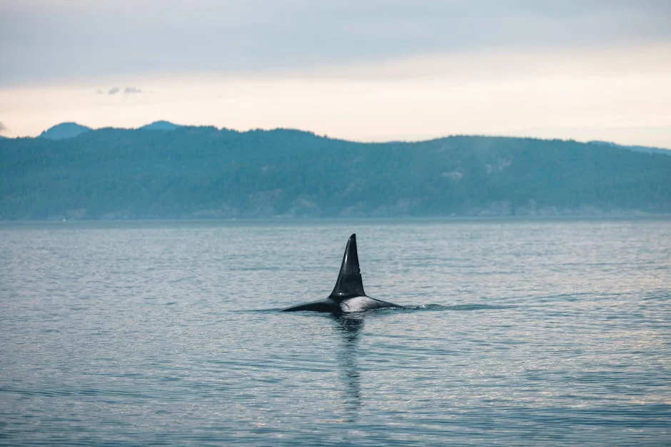 Eastsound neighborhood in Orcas Island