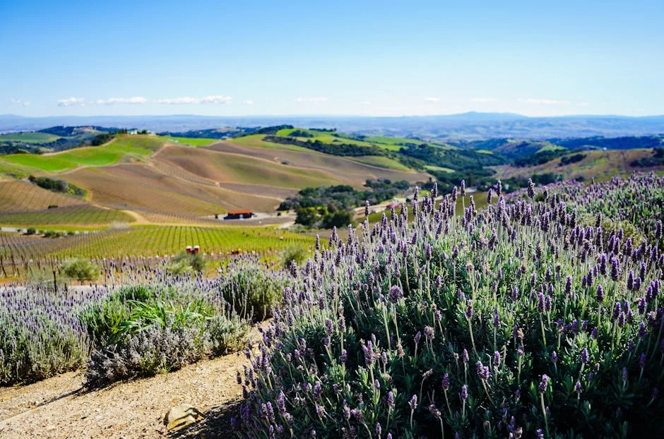 Eastside / Highway 46 East neighborhood in Paso Robles