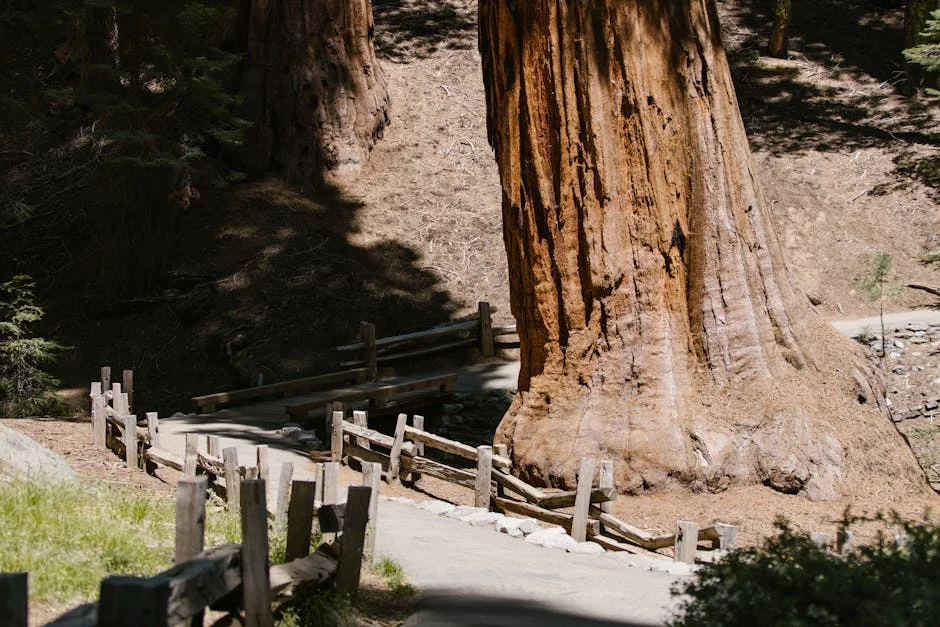 Wuksachi & Giant Forest neighborhood in Sequoia National Park