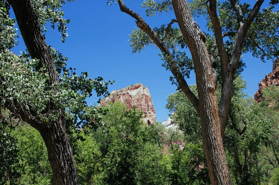 Springdale neighborhood in When Visiting Zion National Park